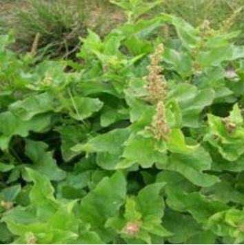 CHENOPODIUM BONUS-HENRICUS