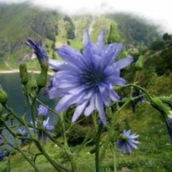 CICHORIUM INTYBUS