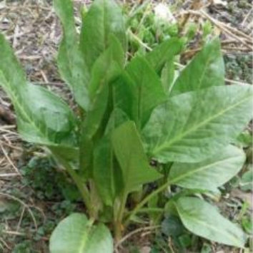 RUMEX PATIENTIA